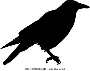 Silhouette bird raven on a white background.
