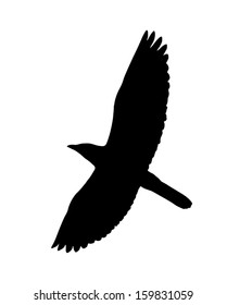 Silhouette of the bird (Roller) in flight.