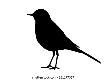 Silhouette Of The Bird (Wagtail) Standing. 