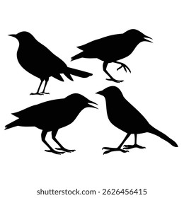silhouette birds , silhouette of birds