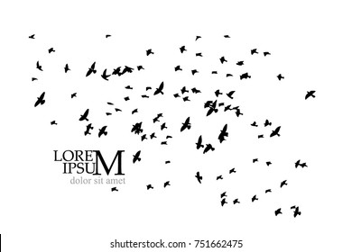 Silhouette of birds background. Vector
