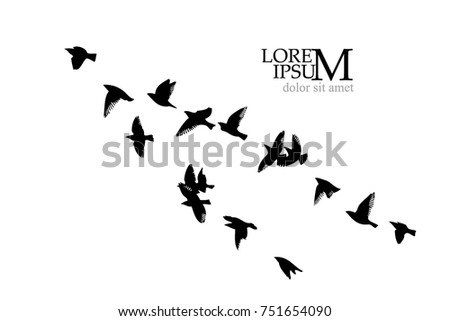 Silhouette of birds background. Vector