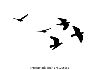 Silhouette birds black on white