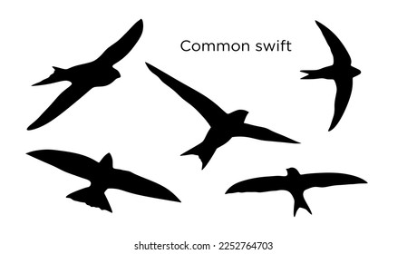 Silhouette of birds in flight. Common swift birds in flying isolated on white background. Swifts Silhouettes vector 