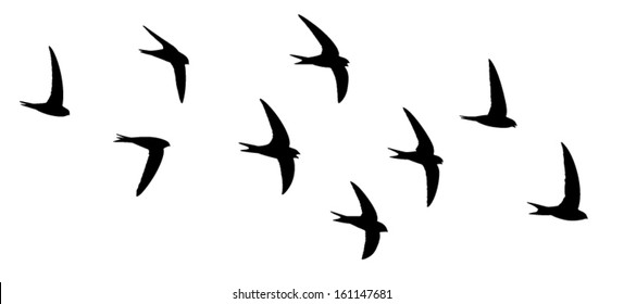 Silhouette of the birds in flight. Screaming party of the swifts.