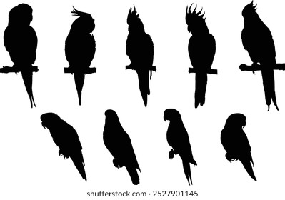 silhouette of birds on twig