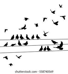 silhouette birds, pigeons sitting on wires, flying, isolated