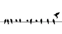 A Silhouette Of Birds (Purple Martins) On A Telephone Wire.
