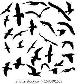 Silhouette of birds in various flying motion