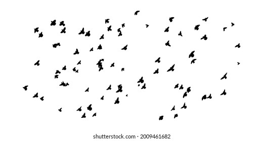 Silhouette of birds. Vector flock of birds in the sky. isolated background