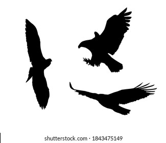 Silueta de pájaro negro, vuelo de pájaro águila calva, alas águilas.