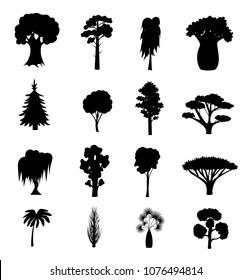 Silhouette Black Different Tree Types and Name Include of Elm, Birch, Eucalyptus, Cedar, Dracaena, Oak and Pine Icons Set. Vector illustration of Various Type Wood