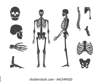 Silhouette Black Human Skeleton and Part Set Anatomy Bone Isolated on White Background . Vector illustration