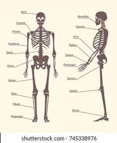 Silhouette Black Human Skeleton and Part Set Card Poster Anatomy Bone Isolated on White Background . Vector illustration