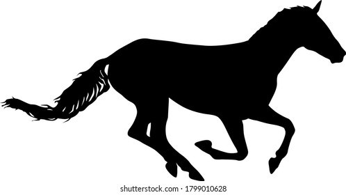 Silhouette of black mustang horse on white background