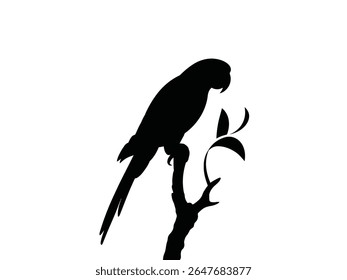 silhouette of black parrot resting on branch, macaw isolated on a white background