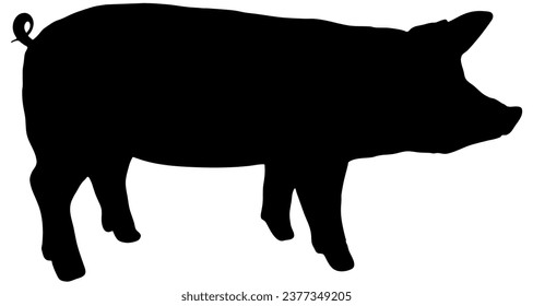 silhouette in black of a pig, profile view, isolated 