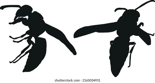 Silhouette Black Potter Wasp Side View And Top View