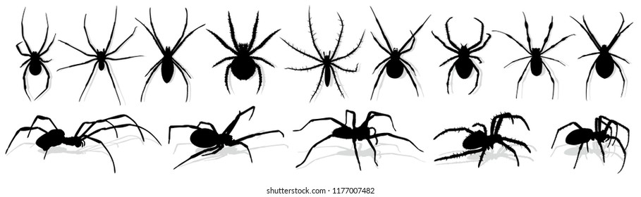 蜘蛛的圖片 庫存照片和向量圖 Shutterstock
