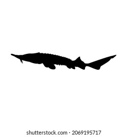 Silhouette of a black sturgeon fish on a white background. Vector image.