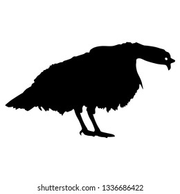 Silhouette black turkey on a white background