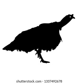 Silhouette black turkey on a white background
