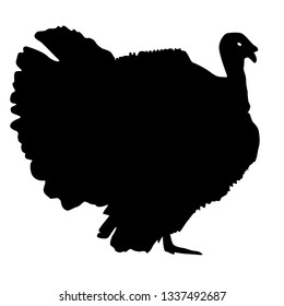 Silhouette black turkey on a white background