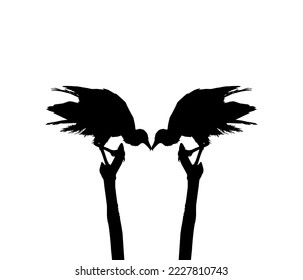 Silhouette of the Black Vulture Bird, Based on my Photography as Image Reference, Location in Nickerie, Suriname, South America. Vector Illustration