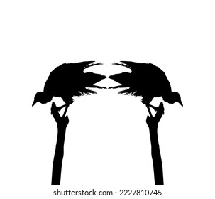 Silhouette of the Black Vulture Bird, Based on my Photography as Image Reference, Location in Nickerie, Suriname, South America. Vector Illustration