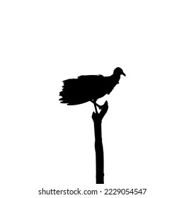 Silhouette of the Black Vulture Bird, Based on my Photography as Image Reference, Location in Nickerie, Suriname, South America. Vector Illustration