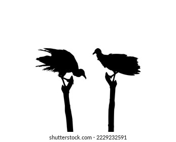 Silhouette of the Black Vulture Bird, Based on my Photography as Image Reference, Location in Nickerie, Suriname, South America. Vector Illustration