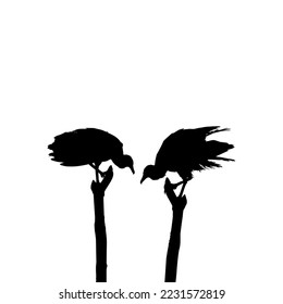 Silhouette of the Black Vulture Bird, Based on my Photography as Image Reference, Location in Nickerie, Suriname, South America. Vector Illustration
