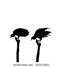 Silhouette of the Black Vulture Bird, Based on my Photography as Image Reference, Location in Nickerie, Suriname, South America. Vector Illustration