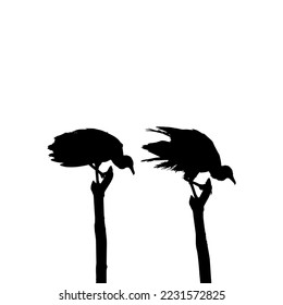 Silhouette of the Black Vulture Bird, Based on my Photography as Image Reference, Location in Nickerie, Suriname, South America. Vector Illustration