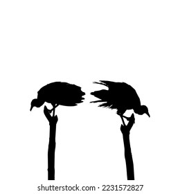 Silhouette of the Black Vulture Bird, Based on my Photography as Image Reference, Location in Nickerie, Suriname, South America. Vector Illustration