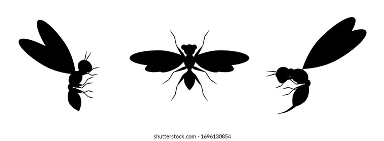 
silhouette of a black wasp in different angles.