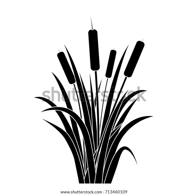 Silhouette Black Water Reed Plant Cattails Stock Vector (Royalty Free ...