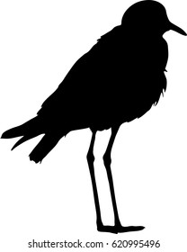 Silhouette of a Blacksmith Lapwing on the ground - digitally hand drawn vector silhouette, black isolated on white background