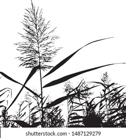 Silhouette of blooming grass cattail. Grass by the lake. Group of plants. Close-up. Isolated vector illustration. Black on white.