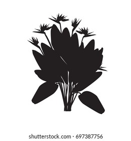 Silhouette of the blossoming royal strelitzia
Silhouette of the blossoming royal strelitzia (Strelitzia reginae) in the black-and-white vector image on a white background 