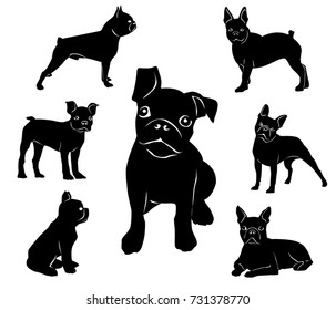 Silhouette of Boston terrier. Adult dogs and puppies.