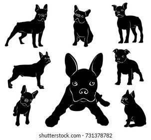 Silhouette de Boston terrier. Perros y cachorros adultos.