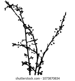 Silhouette of a branch with buds. Spring branch. Isolated Vector Illustration. Transparent background.
