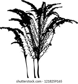 Silhouette. A branch of dried grass with small flowers against the sky. Medicinal plant. Vector illustration. Isolated background. Black White.