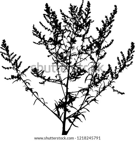 Silhouette. A branch of dried grass with small flowers against the sky. Vector illustration. Isolated background. Black White.
