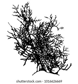 Silhouette of a branch of fir. Vector isolated illustration.