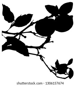 Silhouette of a branch with leaves and two lemons. Lemons hanging close to each other. Close-up. Vector. Isolated illustration. Isolated background.