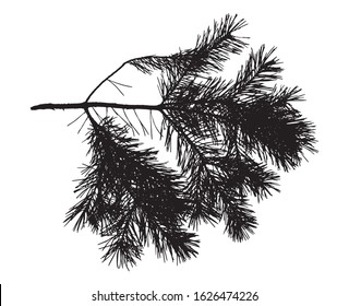 Silhouette of branch of pine tree. Vector illustration.