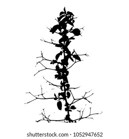 Silhouette of a branch of a rose. spines, leaves. Isolated image on white background. Vector illustration.