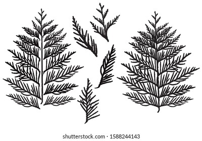 Silhouette of branch thuja, set. Ornamental tree. Separate elements. Vector illustration.